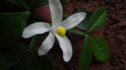Naregamia alata (Meliaceae- Neem family)