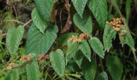 Cissus Javana (Family- Vitaceae-Grape family)
