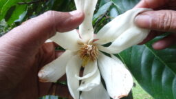  Magnolia nilagirica (Magnoliaceae-Magnolia family).