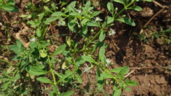 Scoparia dulcis (family Plantaginaceae- Plantain family).