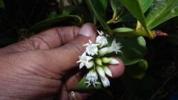 Aegiceras corniculatum (Myrsinaceae-Myrsine family)
