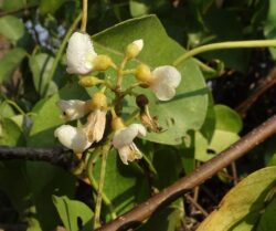 Derris trifoliata (Fabacae-pea family)