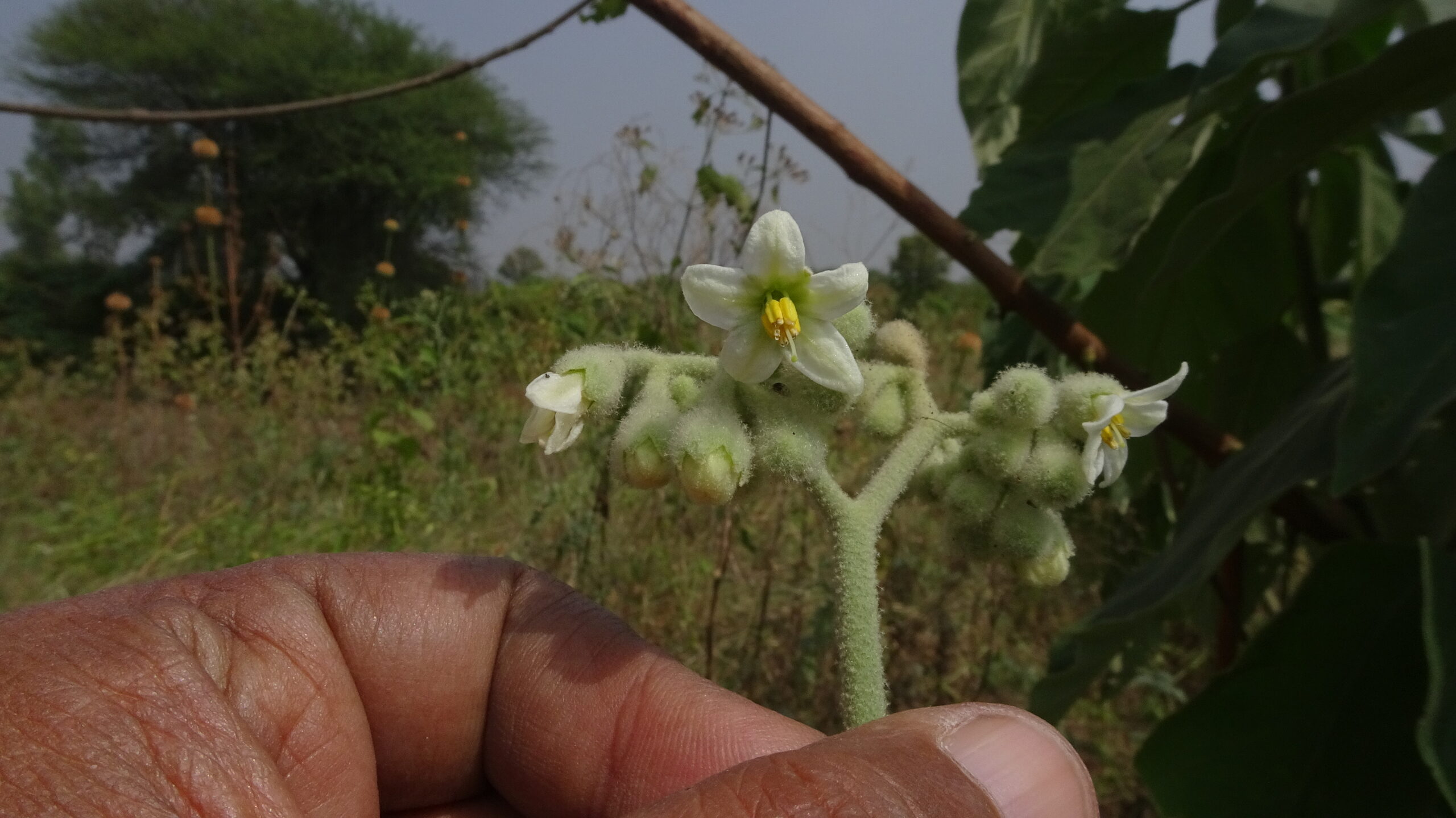 Solanum erianthum (Solanacae- Potato family)