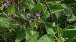 Solanum pubescens (Solanaceae- Potato family)