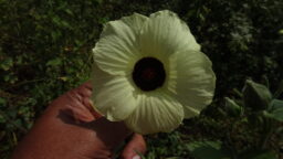 Hibiscus vitifolius (Malvaceae- Mallow family).