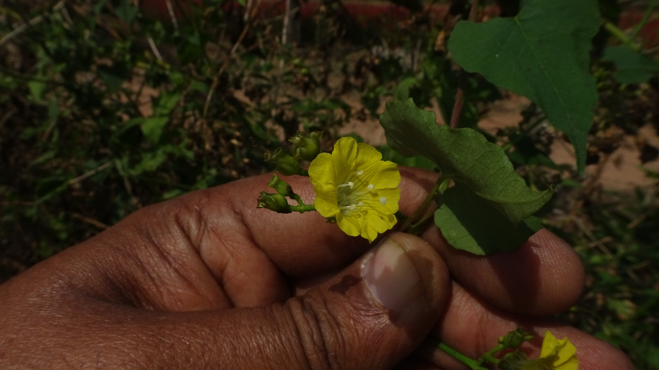 Merremia hederacea (Convolvulaceae- Morning Glory family)