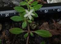 Glinus oppositifolius (Family-Mulluginaceae-Carpetweed family