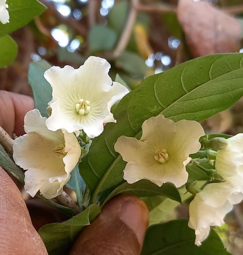 Vallaris solanacea (Apocynaceae- Oleander family)