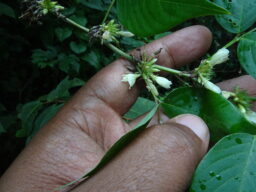 Dendolobium triangulare (Fabaceae- Pea Family)