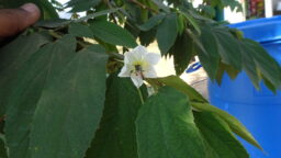 Mutingia calabura (Mutingiaceae- Jamaica cherry family)