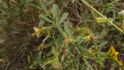 Crotalaria paniculata (Fabaceae- Pea family)