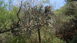 Euphorbia antiquorum (Euphorbaceae- Castor family)