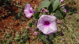 Ipomoea carnea (Convolvulaceae- Morning glory family)
