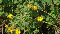 Tithonia diversifolia (Asteraceae- Sunflower family)