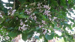 Pongamia pinnata (Fabaceae- Pea family)
