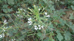 Cleome gynandra (Cleomaceae- Spider flower family)