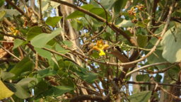 Gmelina arborea (verbenaceae- verbena family)