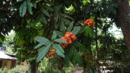 Saraca asoca (Caesalpiniaceae- Gulmohar family)