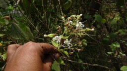 Clerodendrum infortunatum (Verbenaceae- Verbena family)