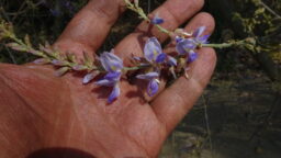 Pueraria tuberosa (Fabaceae- Pea family)