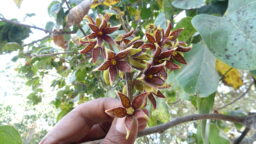 Pterygota alata (Sterculiaceae- Cacao family)