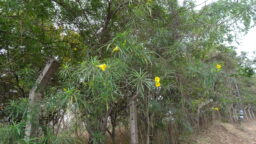 Cascabela thevetia (Apocynaceae- Oleander family)