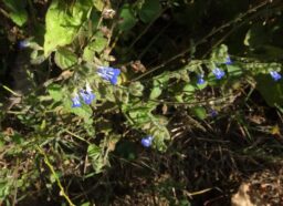 Salvia misella (Lamiaceae (Mint family)