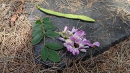 Gliricidia sepium (Fabaceae- pea family)