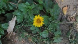 Sphagneticola trilobata (Asteraceae- Sunflower family)