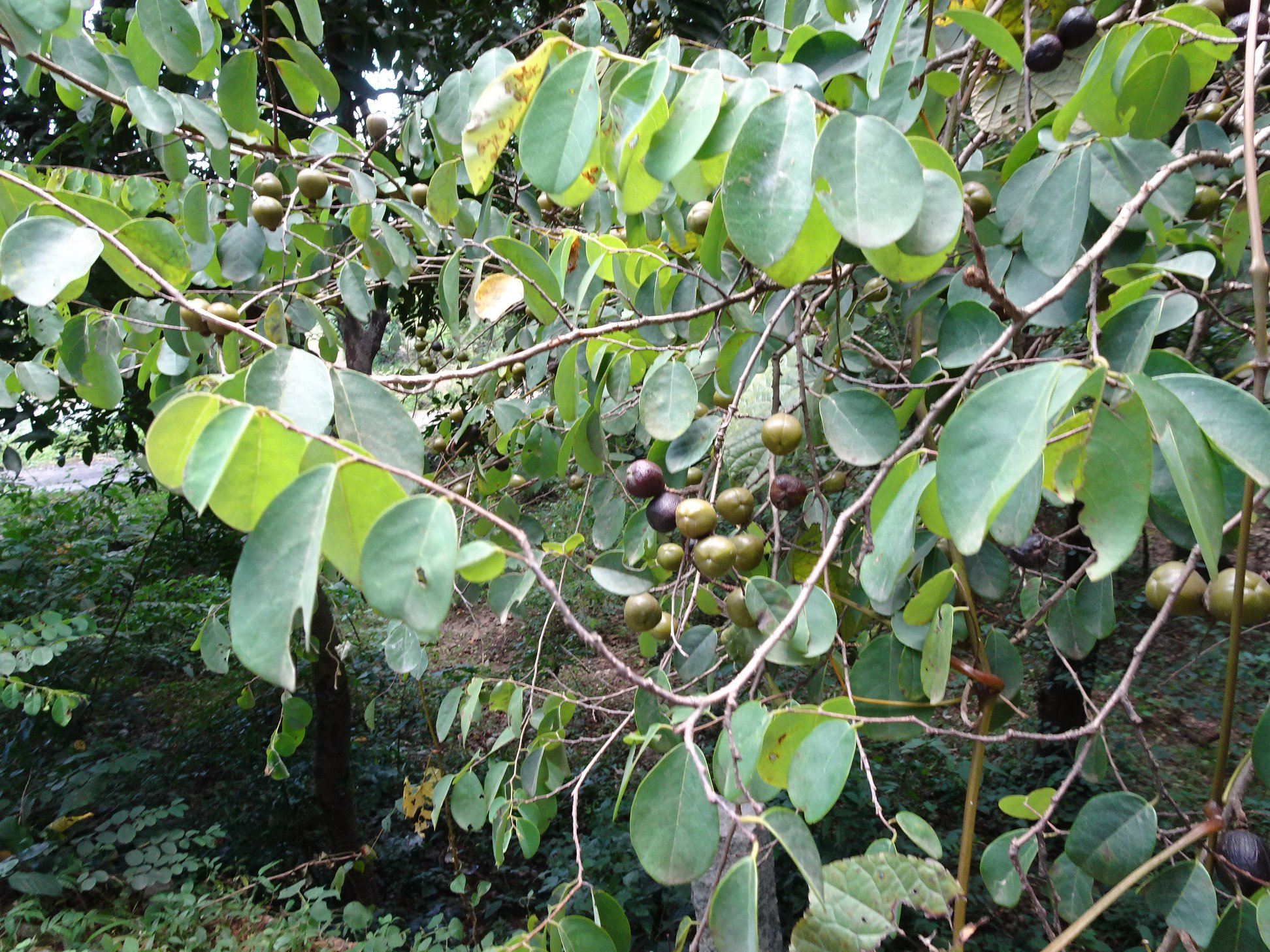 Cleistanthus collinus (Phyllanthaceae- Amla family)