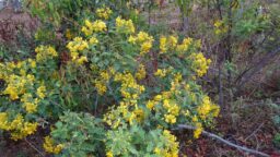 Senna auriculate (Caesalpiniaceae- Gulmohar family)