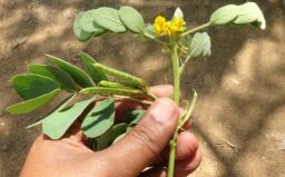 Senna uniflora (Caesalpiniaceae- Gulmohar family)
