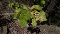 Givotia rottleriformis (Euphorbiaceae- Castor family)