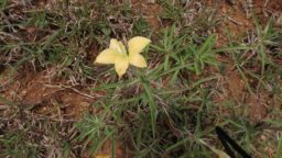 Barleria cuspidate (Acanthaceae-Acanthus family)