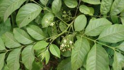 Cipadessa baccifera (Meliaceae- Neem family)