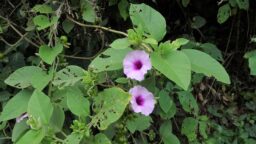 Argyreia sericea (Convolvulaceae- Morning glory family)