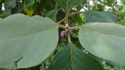 Callicarpa tomentosa (Verbenaceae- Verbena family)