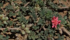 Indigofera linnaea (Fabaceae- Pea family)