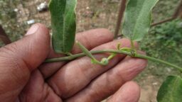 Aristolochia Indica (Aristolochiaceae- Birthwort family)