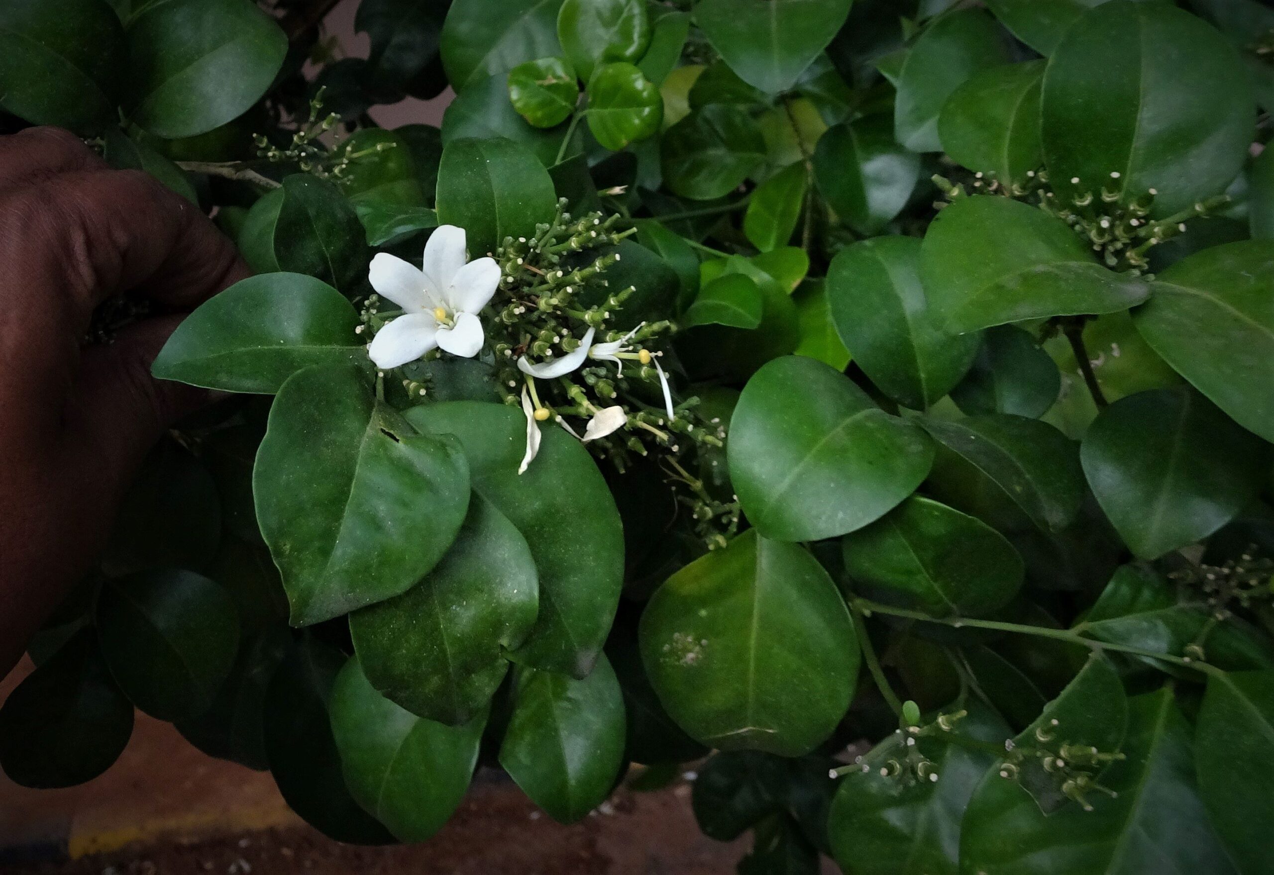 Murraya paniculata (Rutaceae- Lemon family)