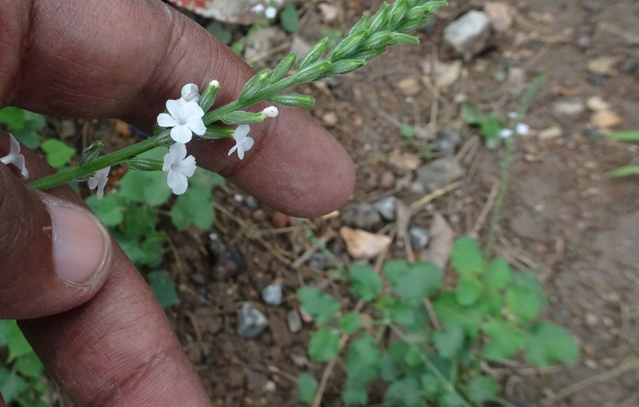 Priva cordifolia (Verbenaceae- verbena family)