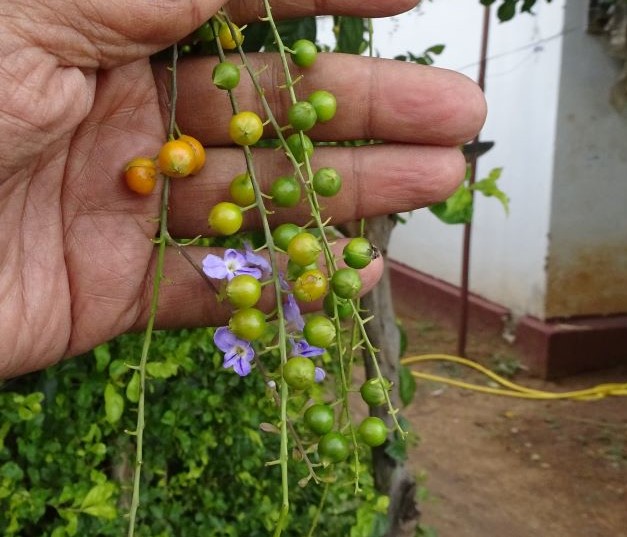 Duranta erecta (Verbenaceae- Verbena family)