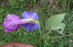 Ipomoea indica (Convolvulaceae- Morning glory family)