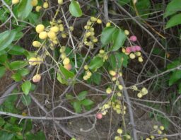 Pachygone ovata (Menispermaceae- Moonseed family)
