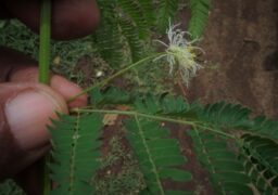 Desmanthus virgatus (Mimosaceae-Touch-me-not family)