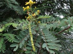 Senna siamea (Caesalpiniaceae- Gulmohar family)