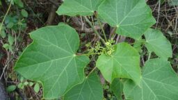 Jatropha curcas (Euphorbiaceae- Castor family)