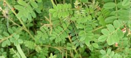 Indigofera colutea (Fabaceae- Pea family)