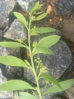 Osyris lanceolata (Santalaceae- Sandelwood family)
