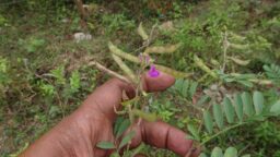 Tephrosia purpurea (Fabaceae- pea family)